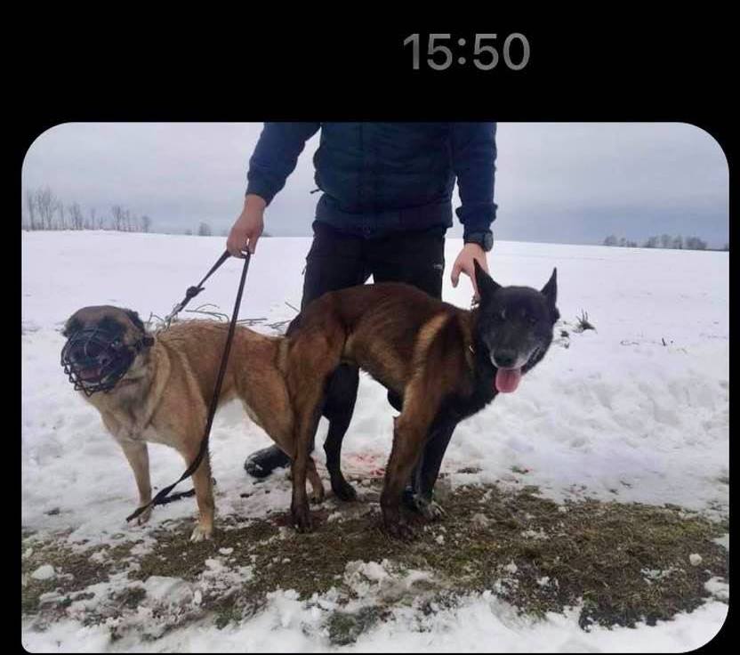 A je "RUKA v RUKÁVU"